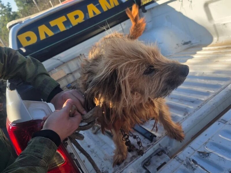PATRAM prende tutor em flagrante por maus-tratos e resgata cão em situação degradante