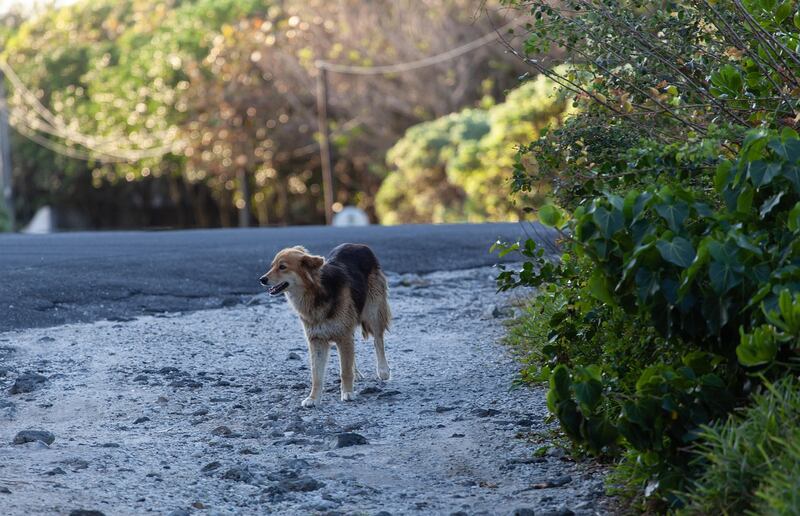 Câmara aprova punição mais dura para quem abandonar animais