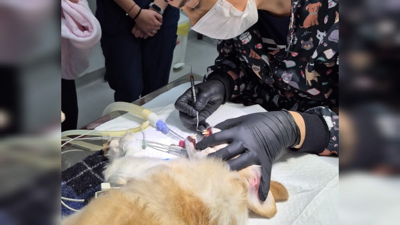 URI Erechim promove aula prática de odontologia veterinária com atendimento real