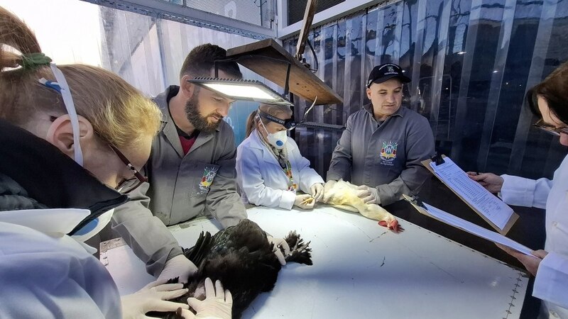 Pequenos animais começam a ser admitidos na Expointer 2026