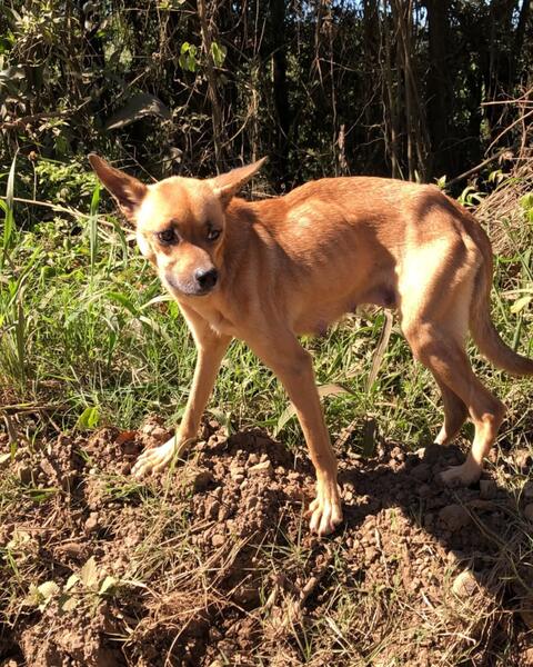 Cachorra e seis filhotes são resgatados após abandono às margens da BR-153 em Erechim