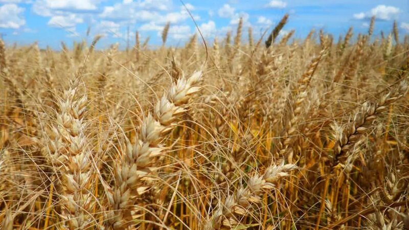Chuvas persistentes afetam desenvolvimento das lavouras de trigo no Rio Grande do Sul