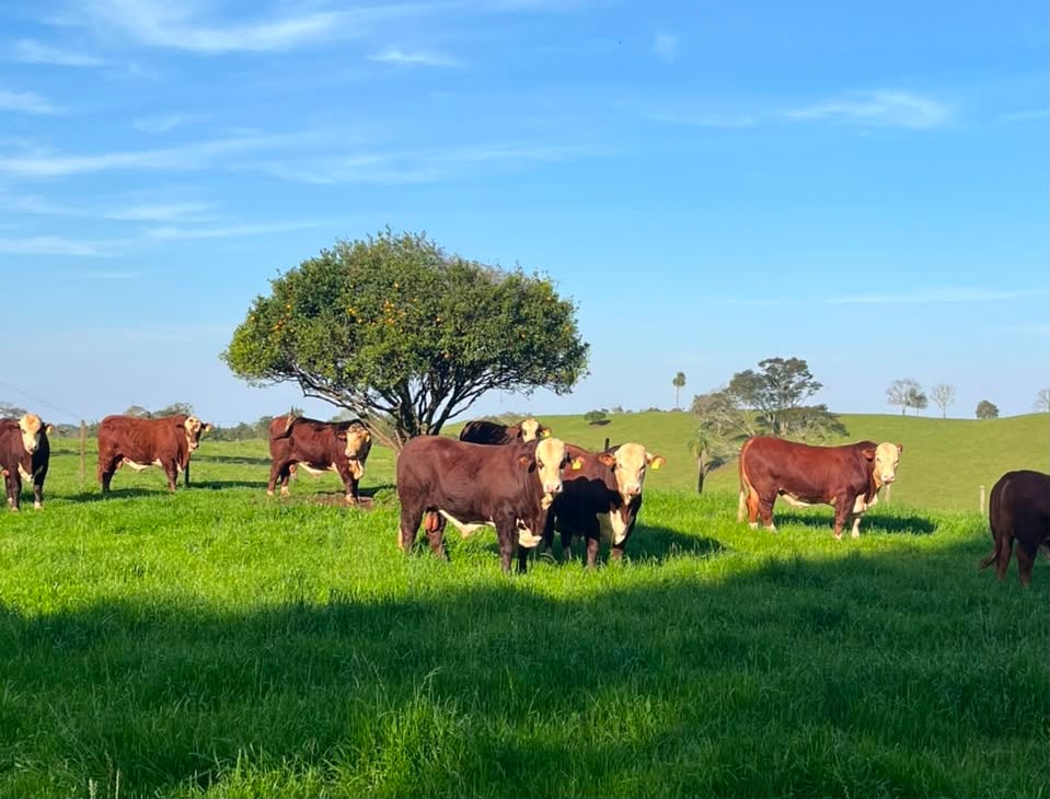 Manejo e genética impulsionam produção de gado de corte na Fazenda Buena Vista, em Aratiba