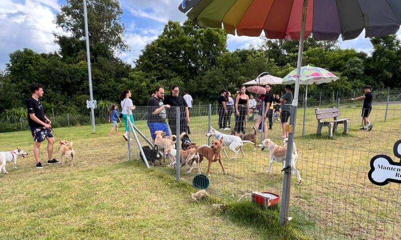 Feira de Adoção busca novos lares para cães resgatados em Erechim