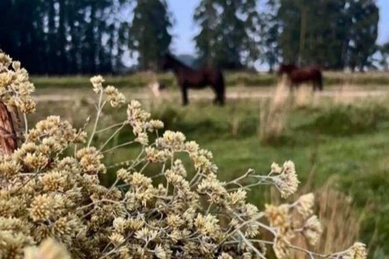  Plantas bioativas resgatam saberes do campo na Expointer 2026 