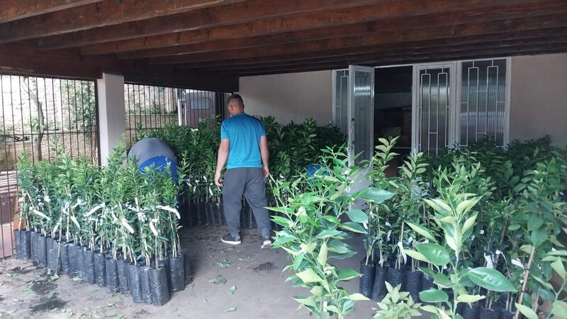 Erechim entrega mais de 2 mil mudas de frutas a produtores rurais