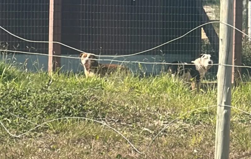 Homem de 57 anos morre após ser atacado por três pitbulls na praia de Arroio do Sal