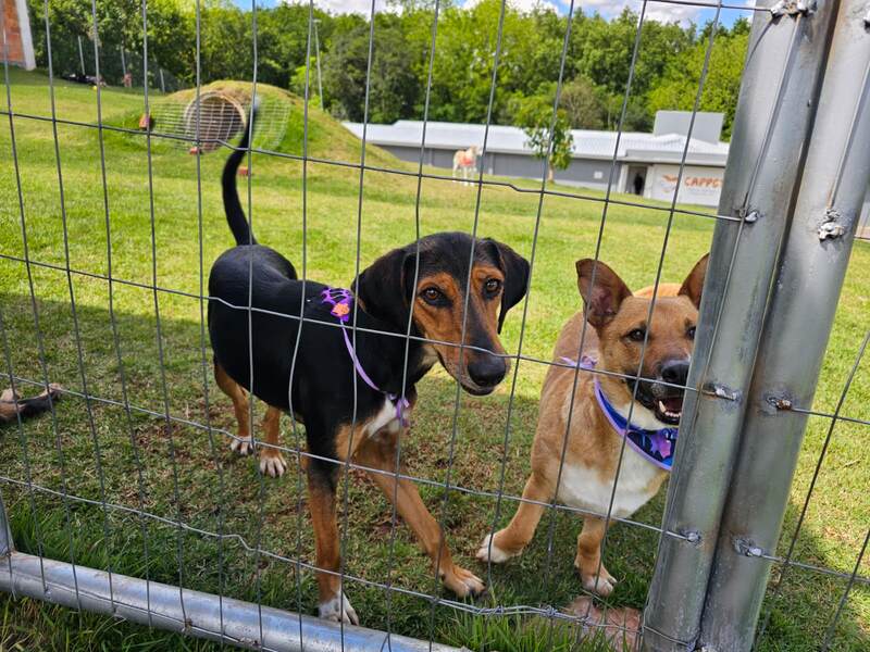 Feira de adoção em Erechim garante novos lares para dois animais e reforça importância da adoção responsável