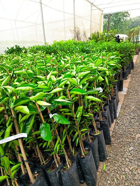 Severiano de Almeida investe mais de R$ 300 mil e distribui quase 16 mil mudas de citros a agricultores