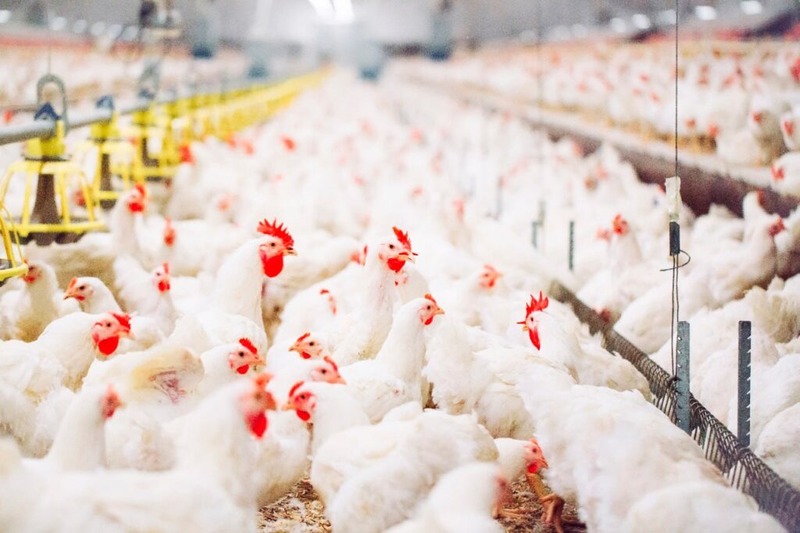 China amplia produção de frango e pode se tornar concorrente do Brasil no mercado mundial